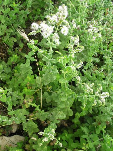 Mentha suaveolens / Menta a foglie rotonde